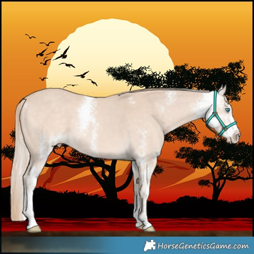 Horse Color:Perlino Sabino 
