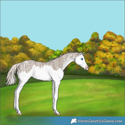 Horse Color:Silver Grullo Ice Splash Rabicano 