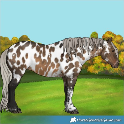Horse Color:Gray White Spotted Silver Brown Dun Tobiano Appaloosa