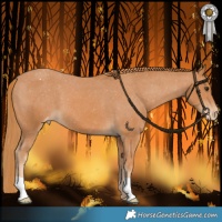 Horse Color:Chestnut Appaloosa