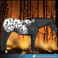 Horse Color:Black Appaloosa