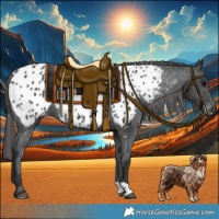 Horse Color:Black Appaloosa
