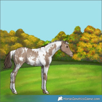 Horse Color:White Spotted Classic Champagne Appaloosa Rabicano 