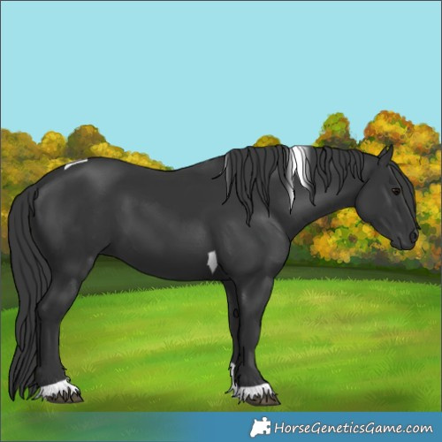 Horse Color:Black Tobiano 