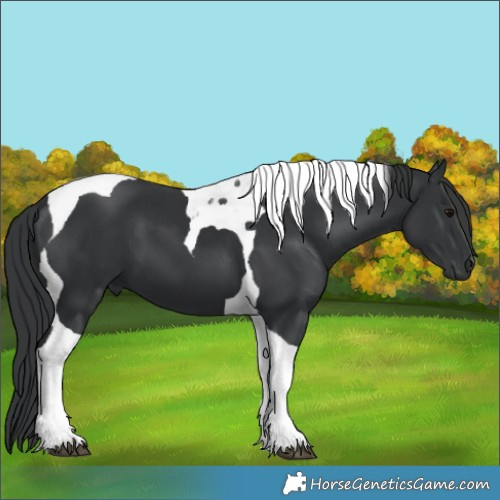 Horse Color:Black Tobiano 