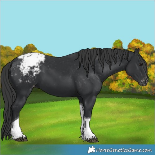 Horse Color:Black Tobiano Appaloosa 
