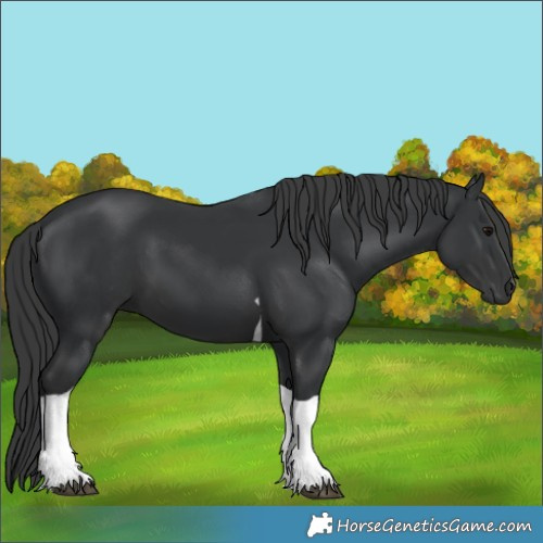 Horse Color:Black Tobiano