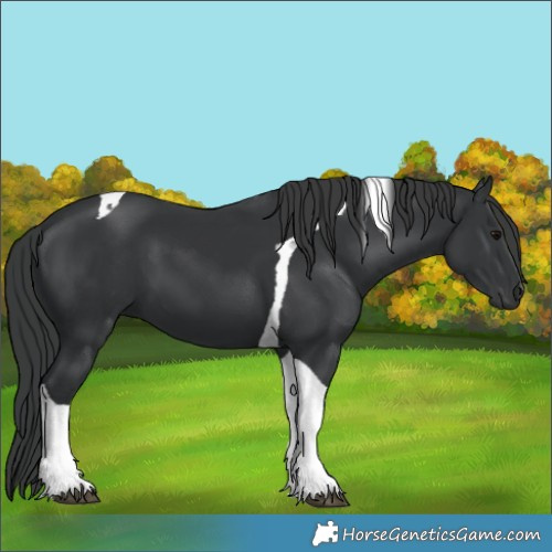Horse Color:Black Tobiano 