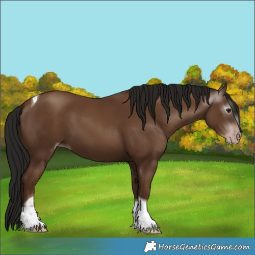 Horse Color:Gray Classic Champagne Tobiano 