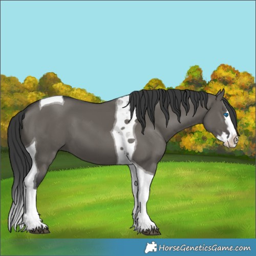 Horse Color:Grullo Splash Tobiano 