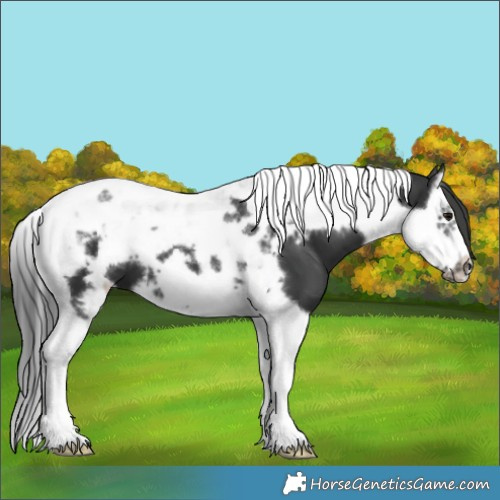 Horse Color:Black Splash Tobiano Frame 
