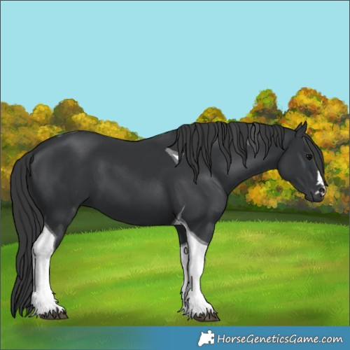 Horse Color:Black Tobiano 