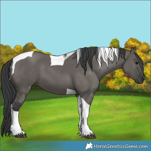 Horse Color:Grullo Tobiano 