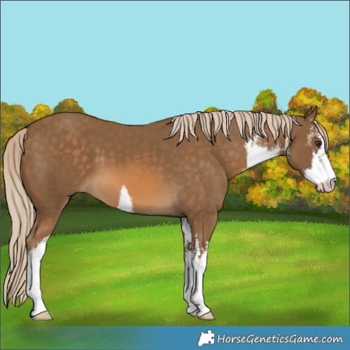 Horse Color:White Spotted Chocolate Palomino 