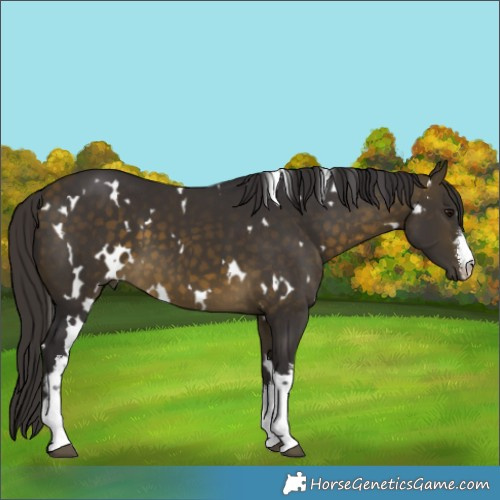 Horse Color:White Spotted Buckskin 