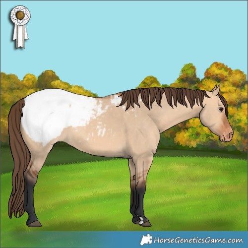 Horse Color:Bay Dun Appaloosa 