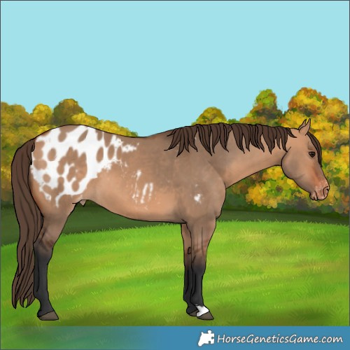 Horse Color:Bay Dun Appaloosa 