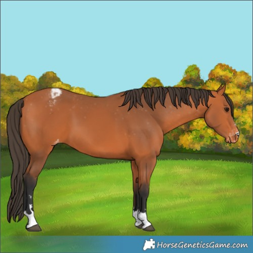 Horse Color:Bay Appaloosa