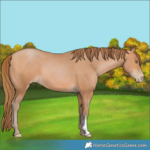 Horse Color:Brown Pearl