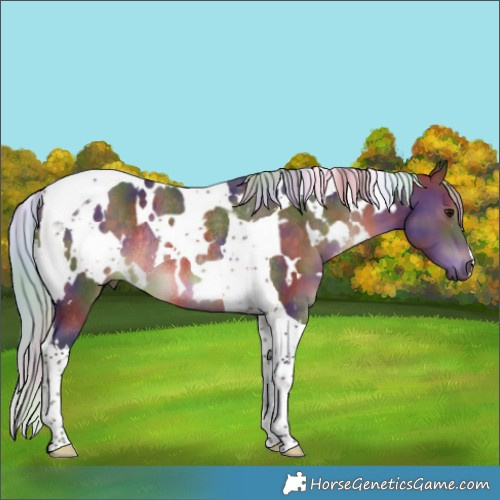 Horse Color:Nacre White Spotted Silver Brown Tobiano Rabicano 