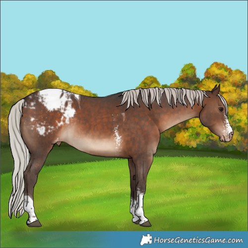 Horse Color:Silver Brown Sabino Tobiano Appaloosa Rabicano 