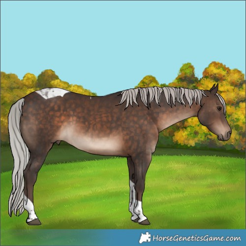 Horse Color:Silver Brown Tobiano 