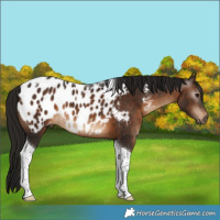 Horse Color:Gray Bay Tobiano Appaloosa 