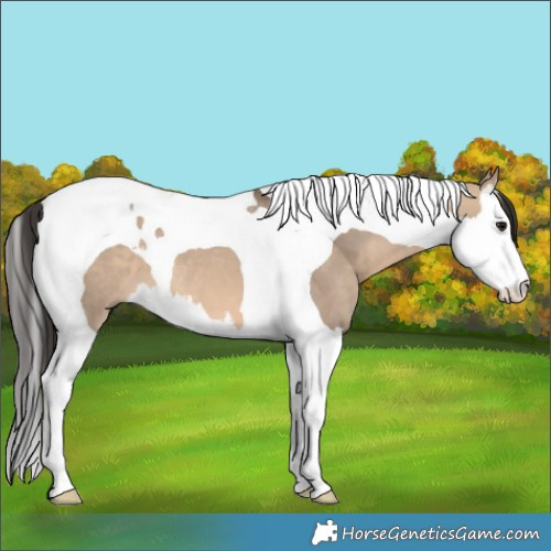 Horse Color:Brown Dun Splash Tobiano 