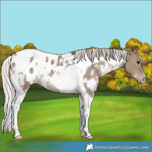 Horse Color:White Spotted Silver Grullo Tobiano Appaloosa