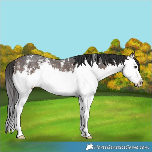 Horse Color:Brown Sabino Splash