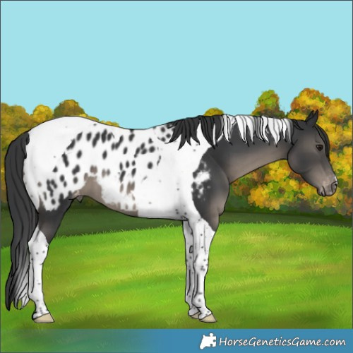 Horse Color:Black Tobiano Appaloosa 