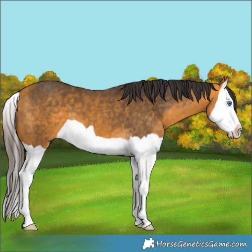 Horse Color:Buckskin Splash 