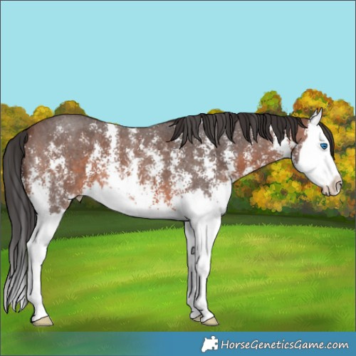 Horse Color:Brown Sabino Splash