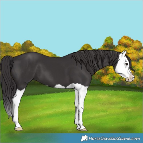 Horse Color:Smoky Black Splash
