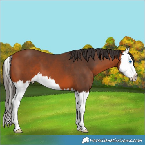Horse Color:Bay Splash 