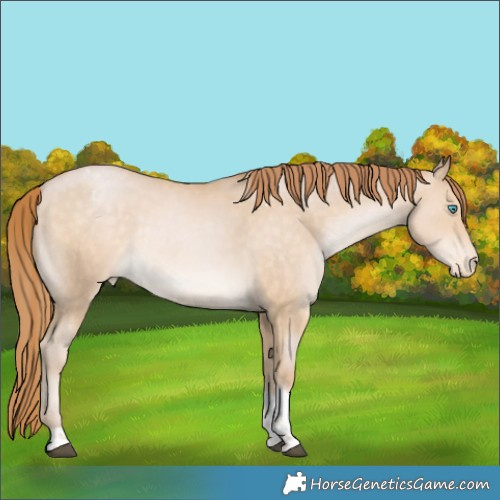 Horse Color:Buckskin Pearl Tobiano Appaloosa Rabicano 