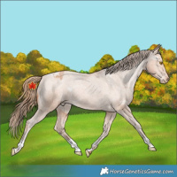 Horse Color:Bay Pearl Varnish 
