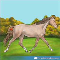 Horse Color:Bay Pearl Appaloosa