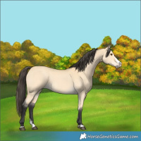 Horse Color:Buckskin Dun Splash
