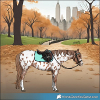 Horse Color:Chestnut Sabino Appaloosa 