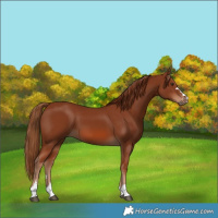 Horse Color:Chestnut 