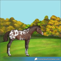 Horse Color:Liver Chestnut Sabino Appaloosa 