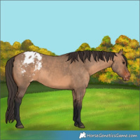 Horse Color:Brown Dun Appaloosa 