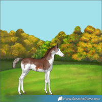 Horse Color:White Spotted Liver Chestnut Splash 