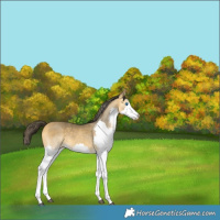 Horse Color:White Spotted Buckskin Splash 