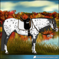 Horse Color:Black Appaloosa
