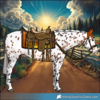 Horse Color:Bay Appaloosa