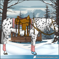 Horse Color:Black Appaloosa 