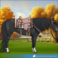 Horse Color:Black 