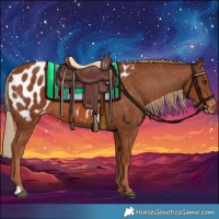 Horse Color:Chestnut Appaloosa 